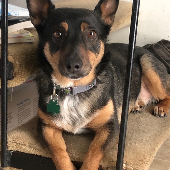 Meet your Posher, Tara - Picture 1 of 1